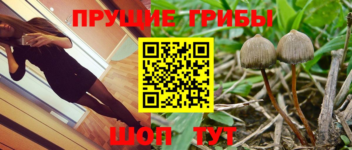 Псилоцибиновые грибы GOLDEN TEACHER Муром